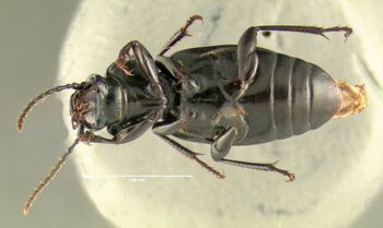 Media type: image;   Entomology 600477 Aspect: habitus ventral view